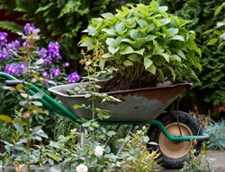Transplanting Hydrangea In A Wheelbarrow
Shutterstock.com
New York, NY