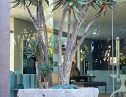 Tree Aloe, Stone Pot
Scott Shrader
West Hollywood, CA