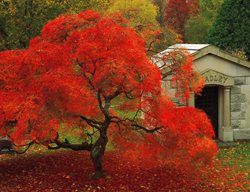 Tree
Garden Design
Calimesa, CA