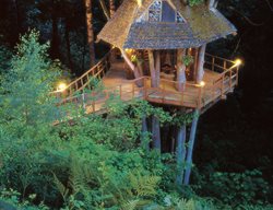 Tree House, Oregon Maples
Garden Design
Calimesa, CA