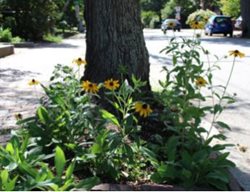 Tree In Street Planting, Hellstrip Planting
Garden Design
Calimesa, CA