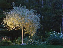 Tree Lighting, Dappled Willow
St. Lynn's Press
Pittsburgh, PA