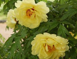Tree Peony, High Noon
White Flower Farm
Litchfield, CT