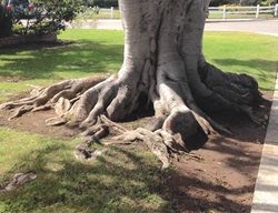 Tree Root Flare
Garden Design
Calimesa, CA