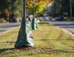 Tree Watering Bag, Tree In Grass
Shutterstock.com
New York, NY