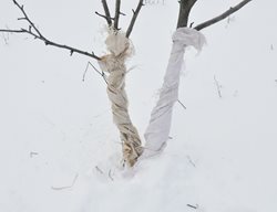 Tree Wraps, Wrapping Trees In Winter, Protecting Trees
Shutterstock.com
New York, NY