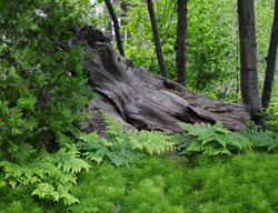Trees And Ferns
Garden Design
Calimesa, CA