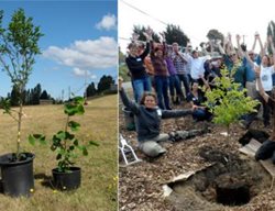 Trees, Ground Making
Garden Design
Calimesa, CA