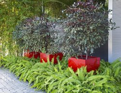 Trees In Pots, Red Planters, Craig Reynolds Design
Garden Design
Calimesa, CA