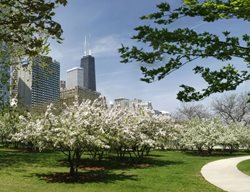 Trees, Shrubs, Conference
Garden Design
Calimesa, CA