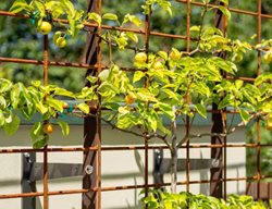 Trellis With Espalliered Pear Tree
Rose Brady Keane Landscape Architecture
Portland, OR
