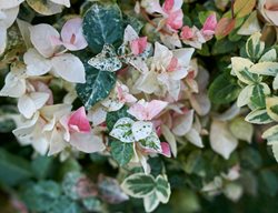 Tricolor Asian Jasmine, Snow N Summer Asian Jasmine
Shutterstock.com
New York, NY