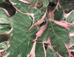 Tricolor Sweet Potato Vine, Colored Leaves
Proven Winners
Sycamore, IL