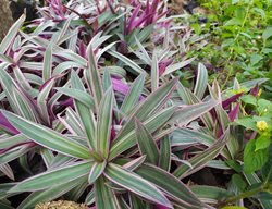 Tricolor Tradescantia, Boat Lily, Tradescantia Spathacea, Rhoeo Spathacea
Shutterstock.com
New York, NY