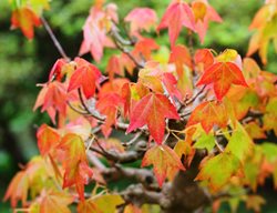 Trident Maple, Acer Buergerianum
Shutterstock.com
New York, NY