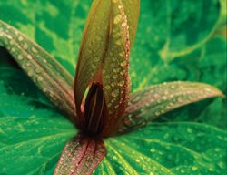 Trillium Cuneatum, Purple Toadshade, Whippoorwill Flower, Sweet Betsy, Bloody Butcher
Cheekwood Botanical Garden and Museum of Art
Nashville, TN