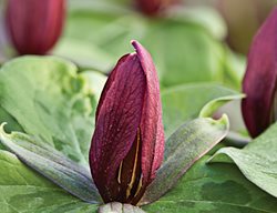 Trillium Cuneatum, Spring Wildflower
Garden Design
Calimesa, CA