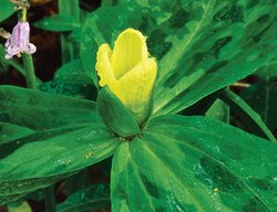 Trillium Discolor, Pale Yellow Trillium
Cheekwood Botanical Garden and Museum of Art
Nashville, TN