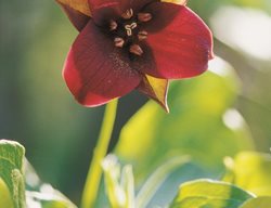 Trillium Erectum, Northeast Native Plant
Garden Design
Calimesa, CA
