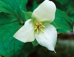 Trillium Flexipes, Bent Trillium
Cheekwood Botanical Garden and Museum of Art
Nashville, TN