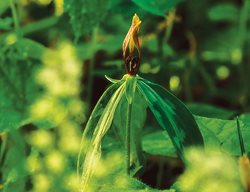 Trillium Lancifolium, Lanceleaf Trillium
Cheekwood Botanical Garden and Museum of Art
Nashville, TN