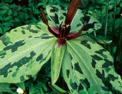 Trillium Ludovicianum, Louisiana Trillium
Cheekwood Botanical Garden and Museum of Art
Nashville, TN