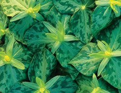 Trillium Luteum, Yellow Trillium
Cheekwood Botanical Garden and Museum of Art
Nashville, TN