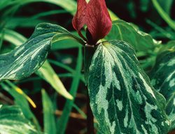 Trillium Recurvatum, Prairie Trillium
Cheekwood Botanical Garden and Museum of Art
Nashville, TN