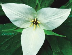 Trillium Simile, Sweet White Trillium
Cheekwood Botanical Garden and Museum of Art
Nashville, TN