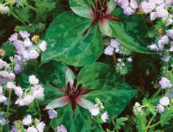 Trillium Stamineum, Twisted Trillium
Cheekwood Botanical Garden and Museum of Art
Nashville, TN