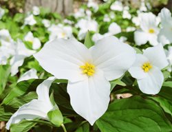 Trillium, White, Spiral, Field
Pixabay
