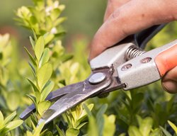 Trimming Boxwood, Pruning Boxwood, Hand Clippers
Shutterstock.com
New York, NY