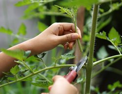 Trimming Tomato Suckers, Tomato Suckers
Shutterstock.com
New York, NY