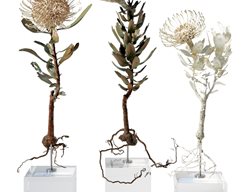 Trio Of Sculptural Leucospermum
Garden Design
Calimesa, CA