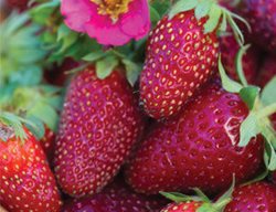 Tristan Strawberry, Red Berries
Burpee
Warminster, PA