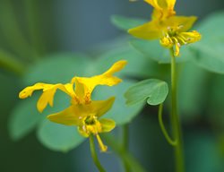 Tropaeolum Peregrinum (canary Creeper)
Garden Design
Calimesa, CA