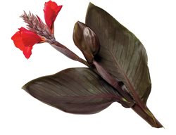  Tropical Bronze Scarlet Canna, Hummingbirds
Storey Publishing
North Adams, MA