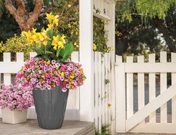 Tropical Flowers, Aquapot
Proven Winners
Sycamore, IL