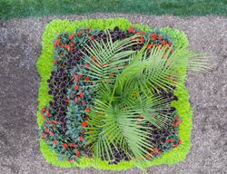 Tropical Landscape, Planting Plan
Proven Winners
Sycamore, IL