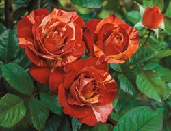 Tropical Lightning, Climbing Rose
Weeks Roses
Wasco, CA