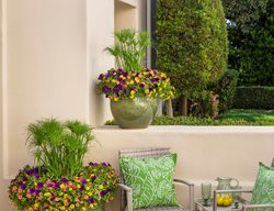 Tropical Outdoor Pillows
Proven Winners
Sycamore, IL