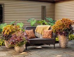 Tropical Patio, Tropical Pots
Proven Winners
Sycamore, IL