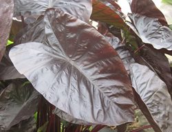 Tropical Plants
Garden Design
Calimesa, CA