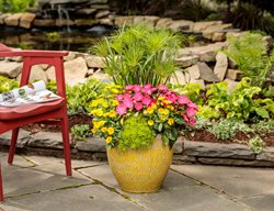 Tropical Potted Plants
Proven Winners
Sycamore, IL