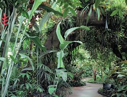 Tropical Rain Forest
Garden Design
Calimesa, CA