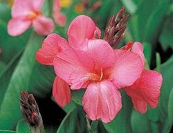 Tropical Rose Canna Lily, Canna Generalis, Pink Canna Lily
All-America Selections
Downers Grove, IL