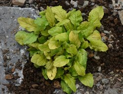 Tropical Toucan Bugleweed, Ajuga Hybrid
Millette Photomedia
