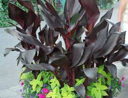 Tropicana Black Canna Lily, Canna Generalis, Black Canna Lily
Tesselaar Plants
Lawndale, CA