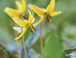  Trout Lily, Erythronium Americanum
Garden Design
Calimesa, CA