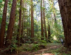 Trrees, Redwoods, Seerding
Garden Design
Calimesa, CA